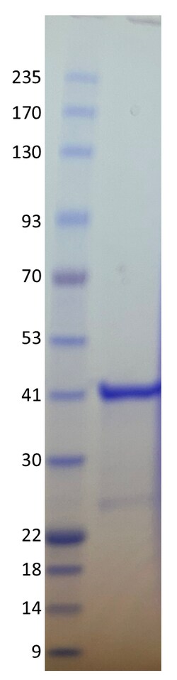 AURORA BIOLABS LLC&nbsp;Kras G12A, GST-tag, GppNHp loaded,100