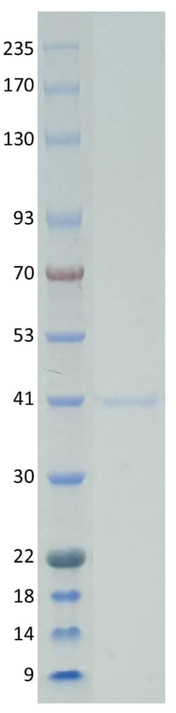 AURORA BIOLABS LLC&nbsp;Kras Q61H, GST-tag,100