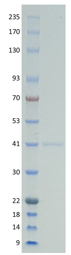 AURORA BIOLABS LLC&nbsp;Kras Q61H, GST-tag, GDP Loaded,100