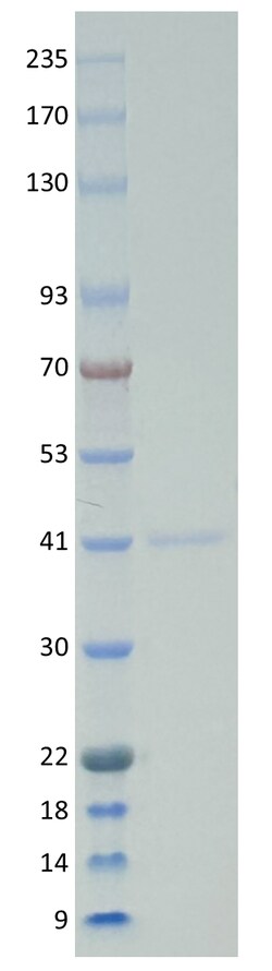 AURORA BIOLABS LLC&nbsp;Kras Q61H, GST-tag, GppNHp loaded,100