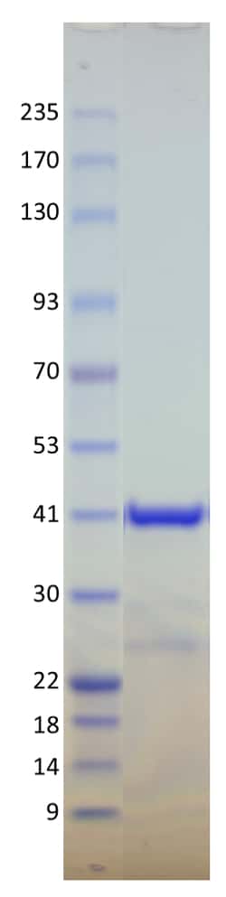 AURORA BIOLABS LLC&nbsp;Kras Q61K, GST-tag,100