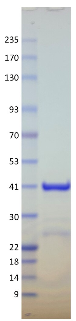 AURORA BIOLABS LLC&nbsp;Kras Q61K, GST-tag, GDP Loaded,100