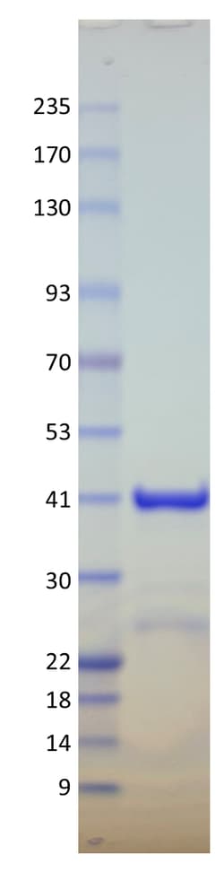AURORA BIOLABS LLC&nbsp;Kras Q61R, GST-tag, GDP Loaded,100