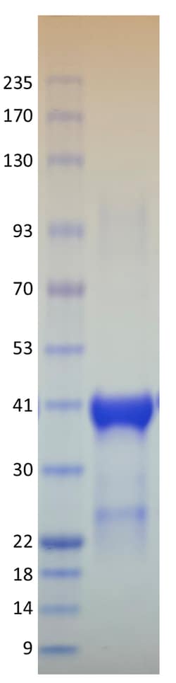AURORA BIOLABS LLC&nbsp;Kras Q61R, GST-tag, GppNHp loaded,100