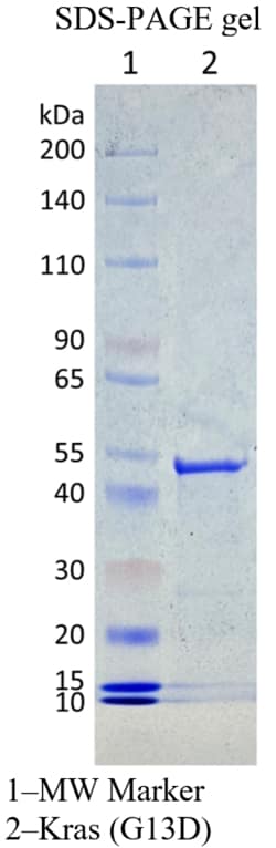 AURORA BIOLABS LLC&nbsp;Kras G13D, GST-tag,100