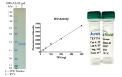 AURORA BIOLABS LLC&nbsp;TEV Protease-GST tag (Ready-to-Use), 50 ug