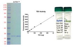 AURORA BIOLABS LLC&nbsp;AiTEV Protease (Ready-to-Use), 10,000 units