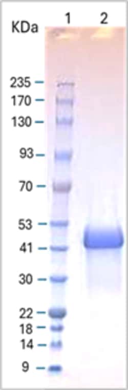 AURORA BIOLABS LLC&nbsp;Cockroach german (bla g 2)