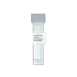 AMID BIOSCIENCES&nbsp;Amid Biosciences, Human RalB Protein, Recombinant, Biotinylated, 0.1 mg