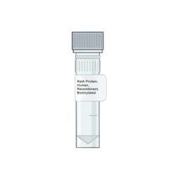 AMID BIOSCIENCES&nbsp;Amid Biosciences, Human RalA Protein, Recombinant, Biotinylated, 0.1 mg