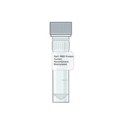 AMID BIOSCIENCES&nbsp;Amid Biosciences, Human RAF1-RBD Protein, Recombinant, Biotinylated, 0.1 mg