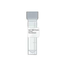 AMID BIOSCIENCES&nbsp;Amid Biosciences, Human RAF1-RBD Protein, Recombinant, RAS Binding Domain, 0.1 mg