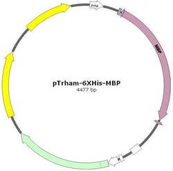 AMID BIOSCIENCES&nbsp;Amid Biosciences, pTrham-6XHis-MBP Expression Vector, Protein Solubility, 5 ug