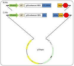 AMID BIOSCIENCES&nbsp;Amid Biosciences, C-His-pTrham Rapid Cloning and Gene Expression Kit, 1 Kit