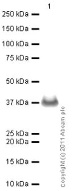 Abcam Rabbit polyclonal to PCNA, Quantity: Each of 1