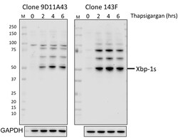 Biolegend Purified anti-XBP-1s, Quantity: Each of 1