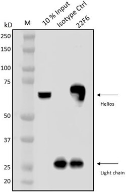 Biolegend Purified Armenian Hamster IgG Isotype Ctrl, Quantity: Each of