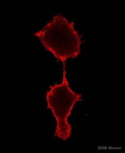 Abcam Mouse monoclonal [12G10] to Integrin beta 1, Quantity: Each of 1