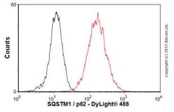 Abcam Mouse monoclonal [2C11] to SQSTM1 / p62 - BSA and Azide free, Quantity: