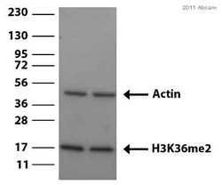 Abcam Rabbit polyclonal to Histone H3 (di methyl K36) - ChIP Grade, Quantity: