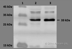 Donkey anti-Goat IgG - H L (Cy5), Secondary Antibody, Abcam 500&mu;g, Cy5:Antibodies,