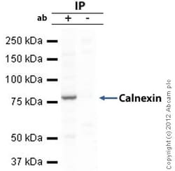 Abcam Rabbit polyclonal to Calnexin - ER Marker, Quantity: Each of 1
