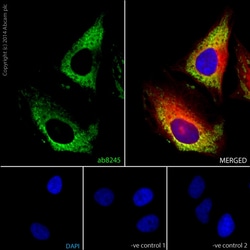 Abcam Mouse monoclonal [6C5] to GAPDH - Loading Control, Quantity: Each