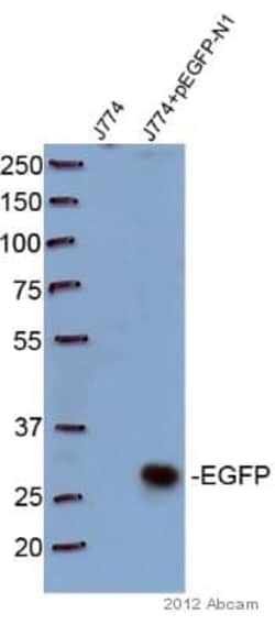Abcam Mouse monoclonal [9F9.F9] to GFP, Quantity: Each of 1