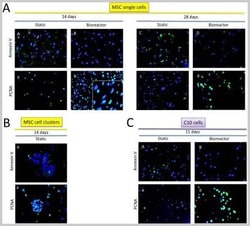 Abcam Mouse monoclonal [PC10] to PCNA, Quantity: Each of 1