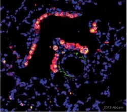 Abcam Rat monoclonal [BU1/75 (ICR1)] to BrdU - Proliferation Marker, Quantity: