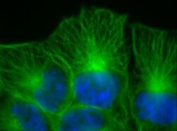 Abcam Mouse monoclonal [DM1A] to alpha Tubulin - Loading Control, Quantity: