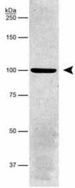 Abcam Mouse monoclonal [464.6] to alpha 1 Sodium Potassium ATPase, Quantity:
