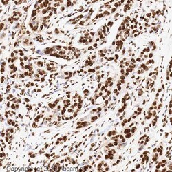 Abcam Mouse monoclonal [mAbcam 10799] to Histone H3 - ChIP Grade, Quantity: