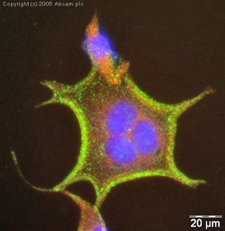 Abcam Mouse monoclonal [mAbcam22744] to pan Cadherin, Quantity: Each of