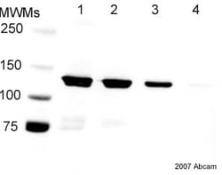 Abcam HRP Rabbit polyclonal to 6X His tag, Quantity: Each of 1