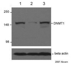 Abcam Mouse monoclonal [60B1220.1] to Dnmt1, Quantity: Each of 1