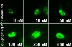 Abcam Rabbit polyclonal to Nucleolin, Quantity: Each of 1