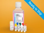 beans.endo商品② Lonza Walkersville EGM-2 Endothelial Cell Growth Medium-2