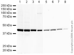 Abcam HRP Mouse monoclonal [mAbcam 8226] to beta Actin - Loading Control,