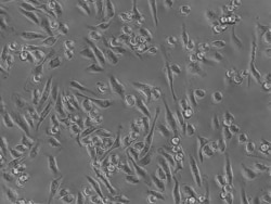 Lonza Walkersville EGM-2 Endothelial SingleQuots Kit, Quantity: Each of