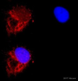 Abcam Rabbit polyclonal to GRP78 BiP, Quantity: Each of 1
