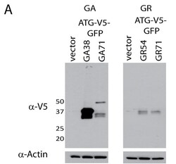 Abcam Mouse monoclonal [SV5-Pk1] to V5 tag, Quantity: Each of 1