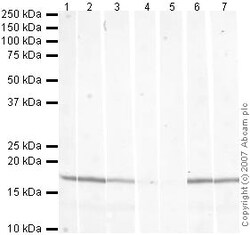 Abcam Rabbit polyclonal to Histone H3 (tri methyl K79) - ChIP Grade, Quantity: