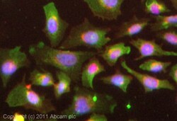 Abcam Rabbit polyclonal to Periostin, Quantity: Each of 1