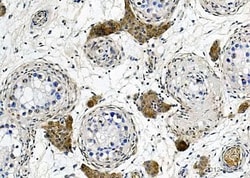 Abcam Mouse monoclonal [D6E10] to Apolipoprotein E - BSA and Azide free,