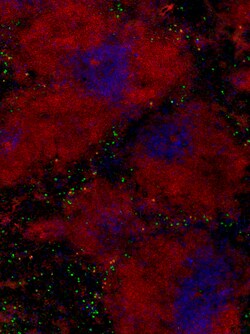 Biolegend Alexa Fluor 488 anti-mouse/human CD11b, Quantity: Each of 1