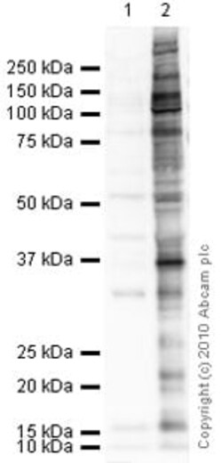 Abcam Mouse monoclonal [PY20] to Phosphotyrosine, Quantity: Each of 1