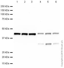 anti-beta Actin, Clone: mAbcam 8226, Abcam 100&mu;L, Unlabeled:Antibodies,