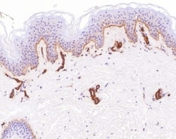 Abcam Rabbit polyclonal to Laminin, Quantity: Each of 1