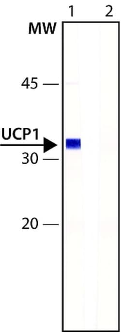 Abcam Rabbit polyclonal to UCP1, Quantity: Each of 1